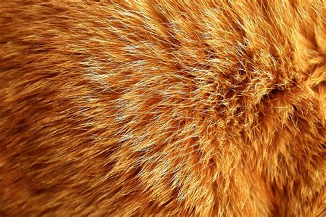 Cat Fur Mackerel Free Photo On Pixabay