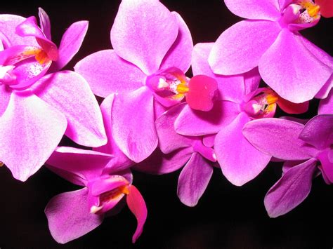 Magnificent Orchids Flowers Free Image Download