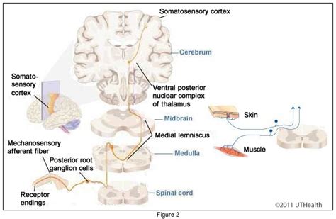 It was able to correctly identify 92.8% of cases. Neuroanatomy Online: Lab 4 - External and Internal Anatomy ...