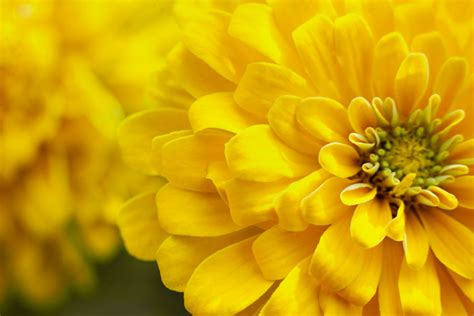143 Things That Are Yellow In Nature Color Meanings