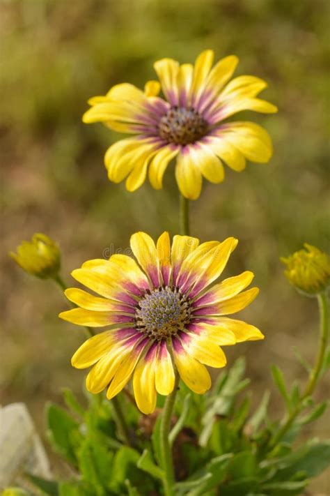 Two Yellow African Daisies With Purplish Centers Stock Image Image Of