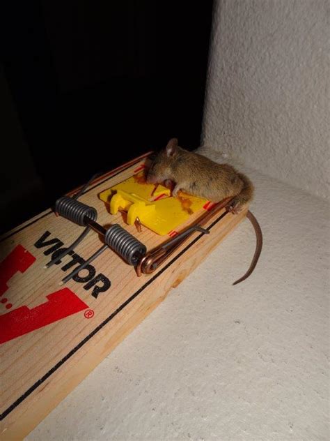 Rat Prevention Keep Rats Out