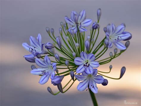 Agapanthus African Lilies African Blue Lily Lilies Of The Nile