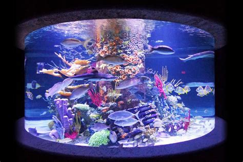 Aquarium Coral Reef Decoration Instant Reef Dm034pnp Large Artificial