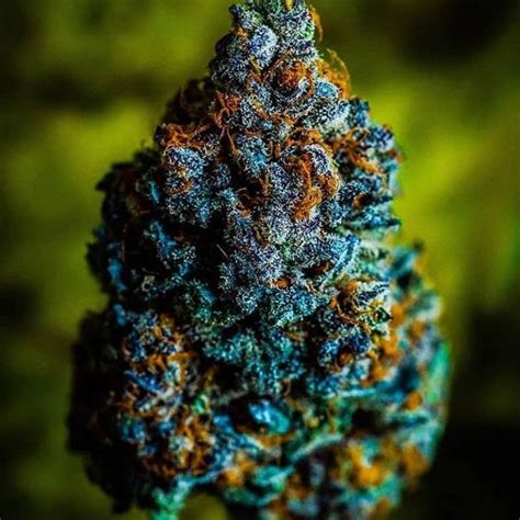 The Top 6 Best Indica Strains In South Africa 2023 Cannabis Connect