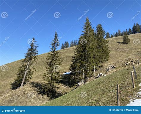 Evergreen Forest Or Coniferous Trees On The Slopes Of Hills In The