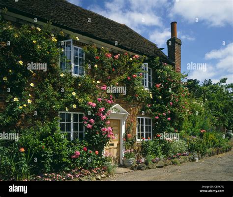 Cottage Roses Around Door Hi Res Stock Photography And Images Alamy