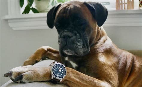 Dogs And Watches A Wonderfully Distracting Photo Gallery Watchonista