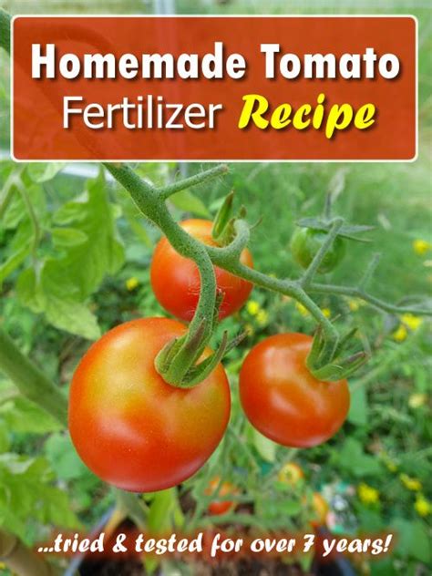 Homemade Tomato Fertilizer Recipe In 2020 Tomato Fertilizer Tomato