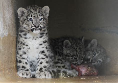 Snow Leopard Cubs Eating Picture By Mari Lehmonen Helsink Flickr