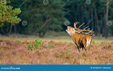 Red Deer In Mating Season Stock Photo Image Of Woods 26706278