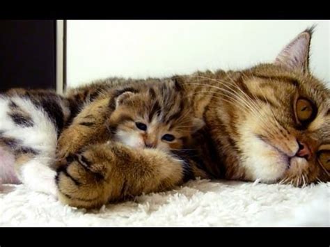Mom Cat Hugs Her Cute Kitten Rocky Mommy Mommy Hug Me YouTube