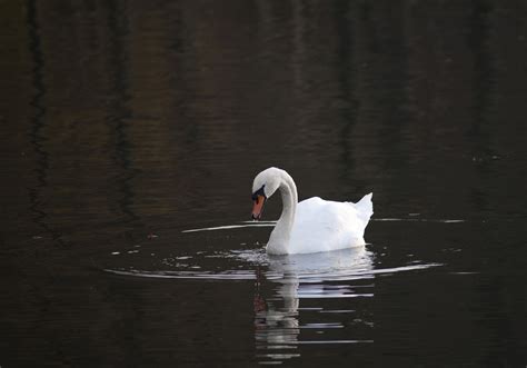 Free Stock Photo 6251 Beautiful White Swan Freeimageslive