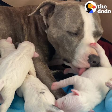 The Dodo On Twitter Stray Pregnant Pittie Was Desperate For Someone