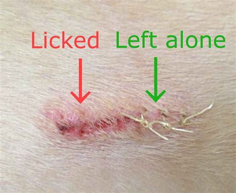 Dogs Licking Wounds Is Saliva Good Or Bad Walkerville Vet