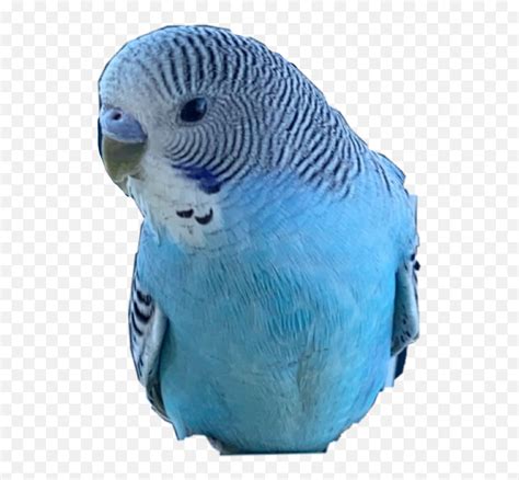 Bird Budgie Parakeet Ikura Budgielove Budgie Emojiparakeet Emoji