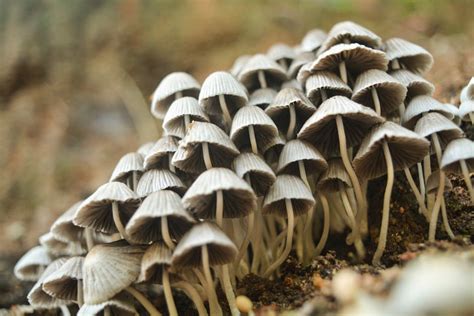 Closeup Photo Of White Mushrooms · Free Stock Photo