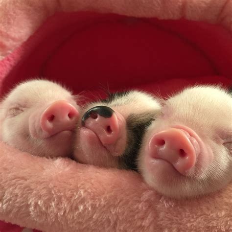 Three Cute Happy Little Piggy Wiggy Babies Sweet Dreams Baby Animals