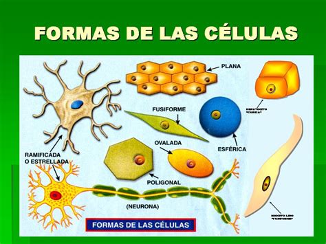El Bio Blog Herreriano CÉlula Eucariota