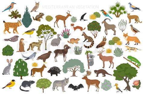 Top 199 Mediterranean Climate Animals