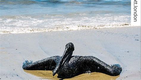 Refugio Oil Spill Oil Company Spinning The Story As Animals Suffer