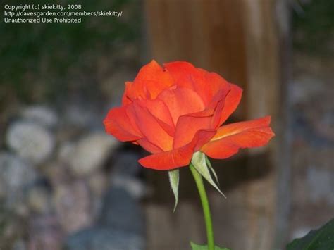 Plantfiles Pictures Floribunda Rose Gingersnap Rosa By Califsue