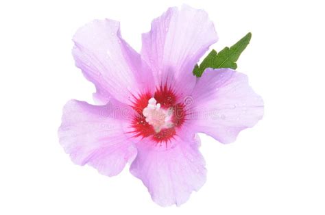 La soluzione a ha foglie a spada inizia con la lettera i ed è lunga 5 lettere. Viola con le foglie immagine stock. Immagine di flowerpot ...