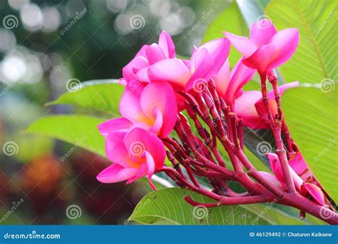 Pink Frangipanis Flower Stock Photo Image Of Ornamental 46129492