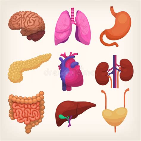 Esquema De órgãos Humanos Cérebro Rim Coração Estômago Anatomia Do