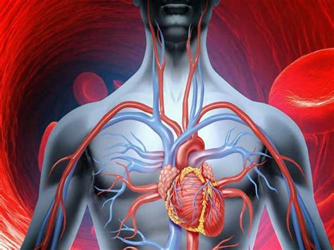 The blood circulation system in animals such as mammals) is an example of mass flow in a biological transport system. How to improve your blood circulation in the most natural ...