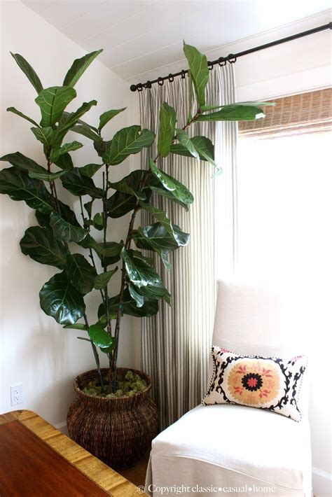 Six Easy Care Indoor Plant Ideas Easy Care Indoor Plants