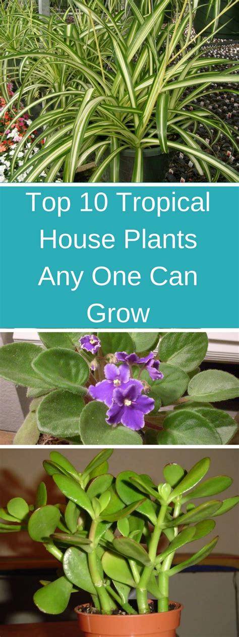 Top 10 Tropical House Plants Any One Can Grow Gardening Soul