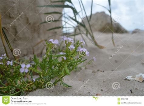 Close Up Detail View Of Lilac Flowers On Beach With Rocks And Sand In