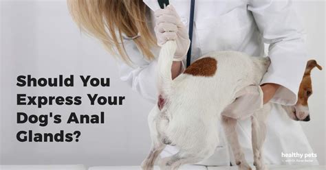 Should You Express Your Dogs Anal Glands