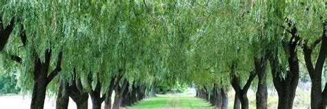 Weeping Willow Wallpapers Wallpaper Cave Willow Life Coaching And