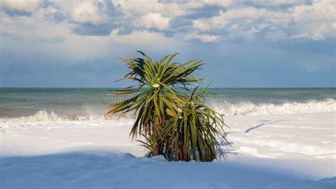 Palm Tree On The Beach Covered With Snow Stock Photo Image Of