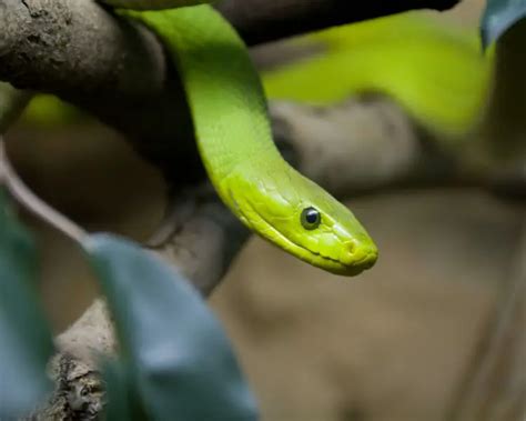 Eastern Green Mamba Facts Diet Habitat And Pictures On Animaliabio