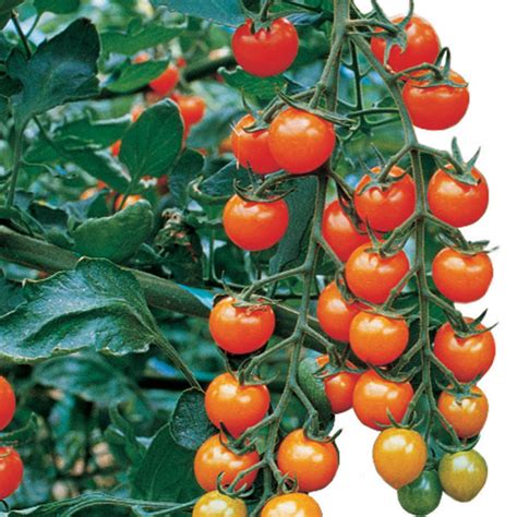 Sungold Hybrid Tomato Cherrygrape Tomato Seeds Totally Tomatoes