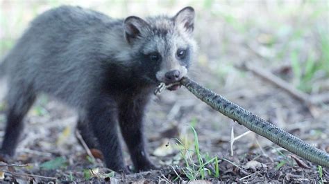 Raccoon Dog Snake Hunting Youtube