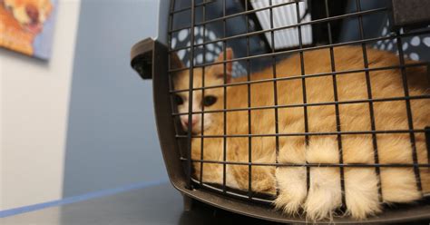 New Jersey Could Become First State To Ban Veterinarians From Declawing Cats Cbs Philadelphia