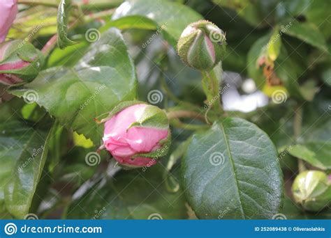 Symbolic Of Blossom A Bushy Tree With Pink Rosebuds Directly Above
