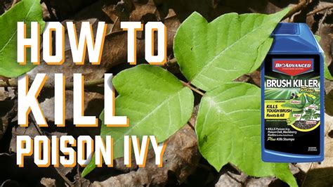 How To Kill Poison Ivy Youtube