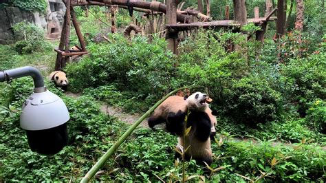 Chengdu Panda Tour Youtube