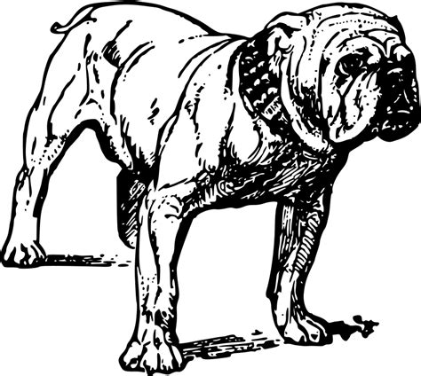 They are among the top five most popular breeds. Bulldog coloring pages to download and print for free