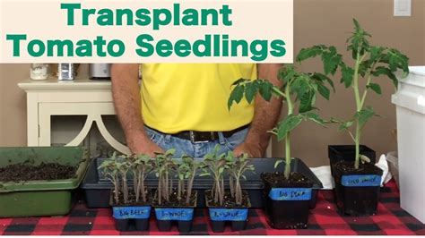 When To Transplant Tomato Seedlings Herbal Plant Power