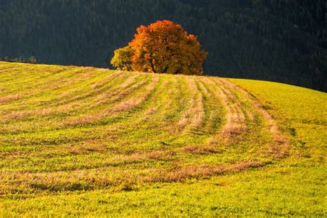 Amazing Autumn Rural Landscape With Lonely Yellow Tree On Pasturage