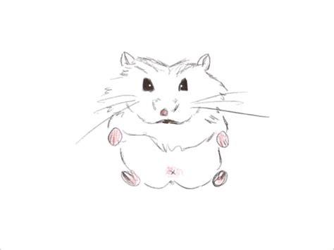How To Draw A Hamster — Hamster Society Singapore