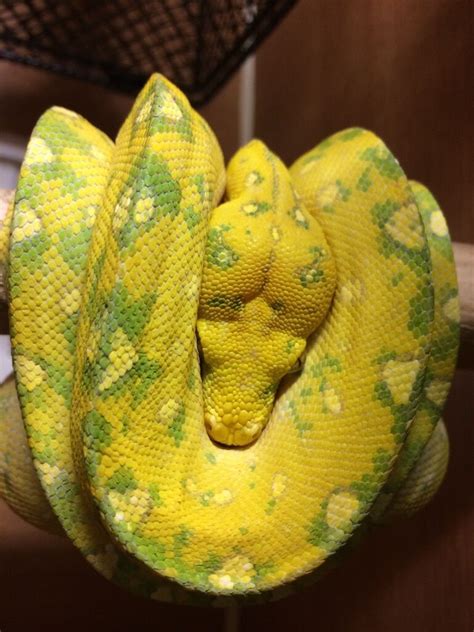 Biak Green Tree Python In Hartlepool County Durham Gumtree