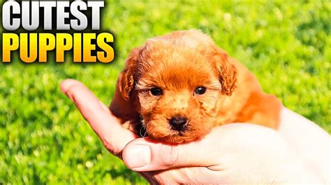 10 Dog Breeds That Have The Cutest Puppies Youtube
