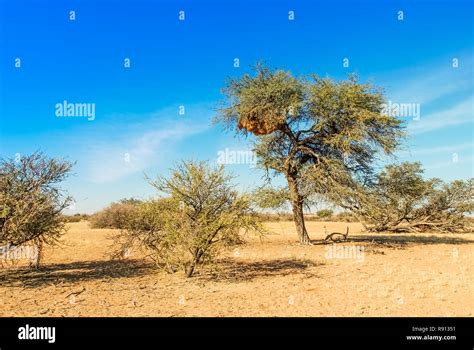 A Solitary Acacia Camelthorn Tree With A Sociable Weaver Philetairus